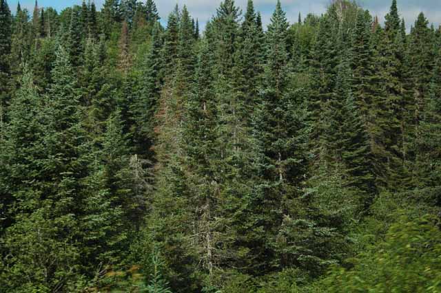 forests at Achigan Lake